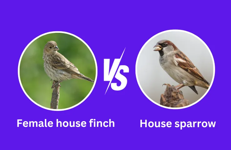 female house finch vs house sparrow 