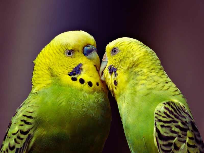 green and yellow bird