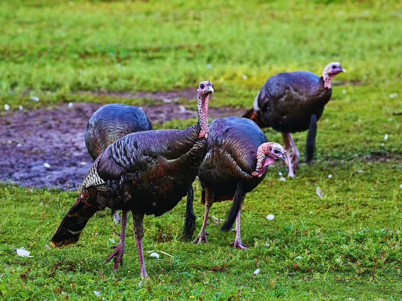 a group of wild turkeys
