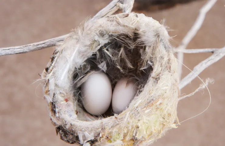 When do hummingbirds lay eggs?