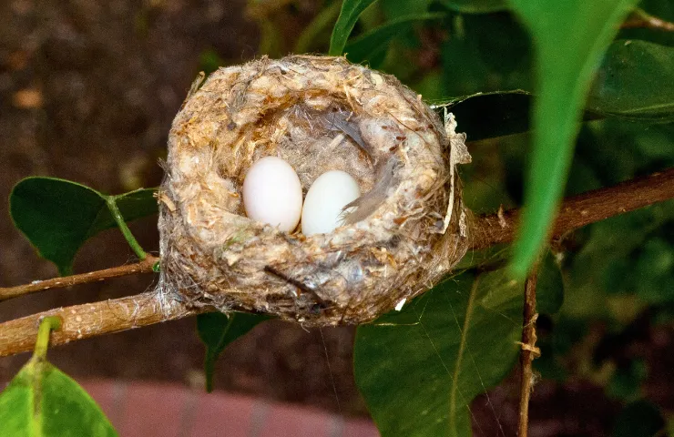 How Many Eggs Do Hummingbird Lay?