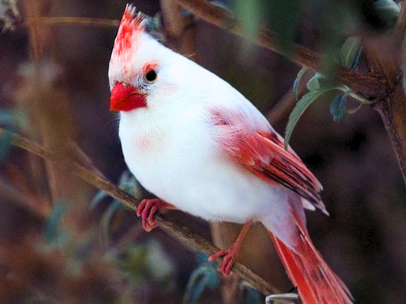 White cardinal