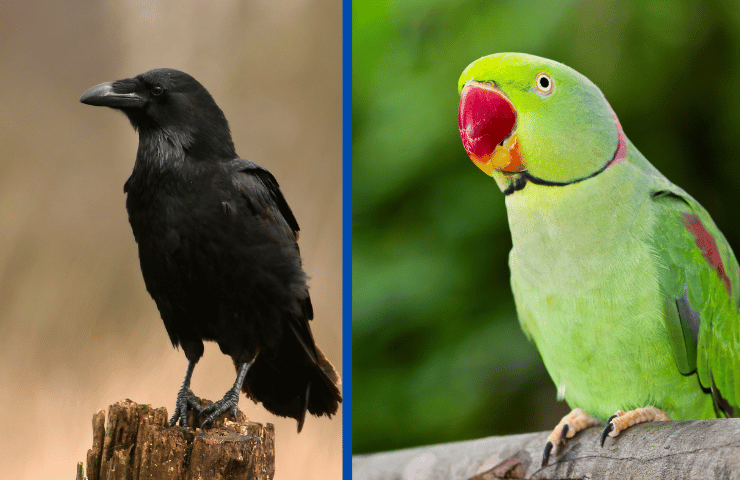 Can A Raven Talk Like A Parrot?