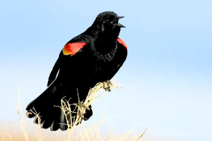 red-shoulderd-blackbird