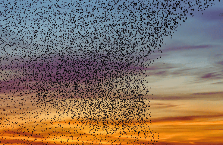 Are Starling Murmurations Rare? The Definitive Guide
