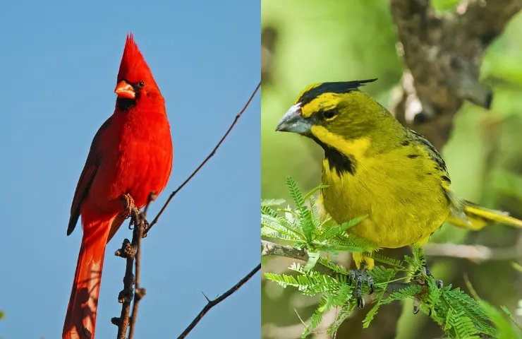yellow cardinal and red cardinal