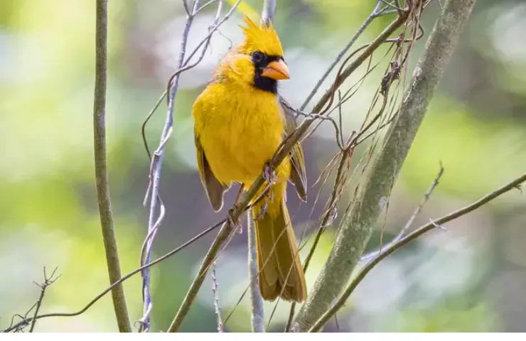 yellow cardinal birds