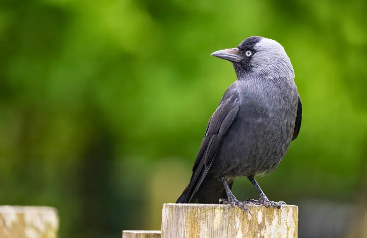 9 Birds that steal nests and shiny things 