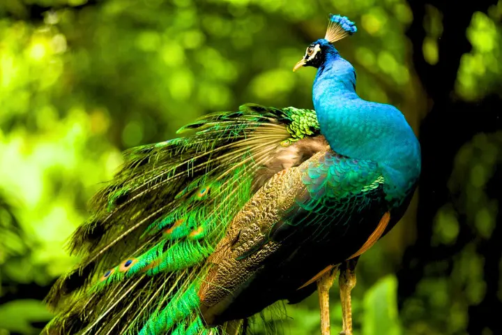 Beautiful Plumage Peacock