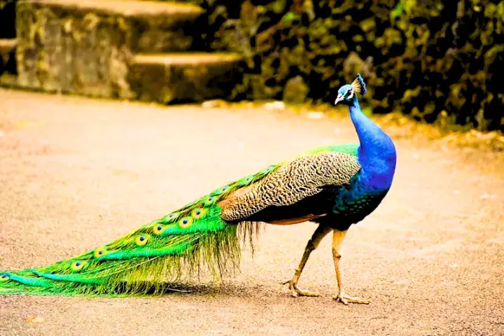 Blue Peafowl Tail Indian Peacock