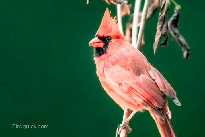 Where do Cardinals Sleep at Night?