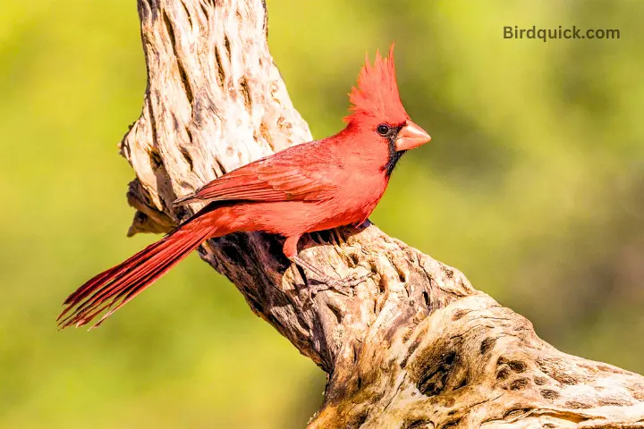 Female Cardinal at branch