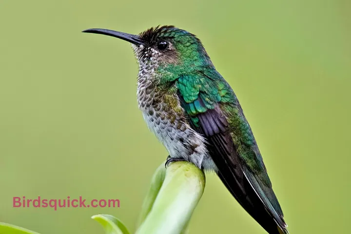 Homemade hummingbird Nectar Recipe
