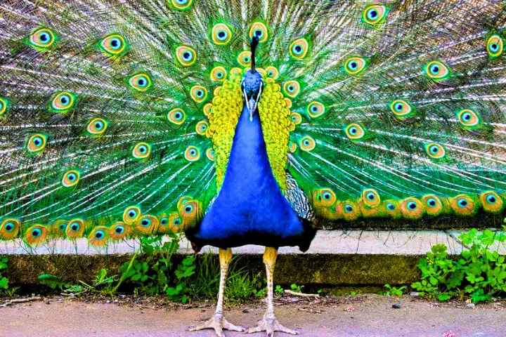 How Far Can A Peacock Fly