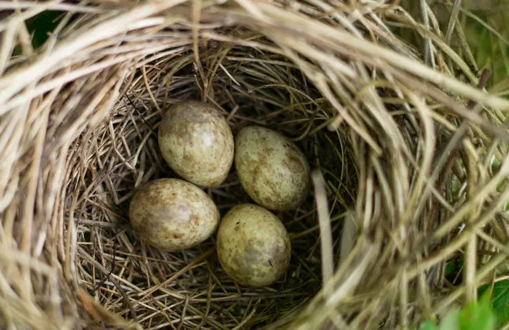 How long does it take for sparrow eggs to hatch 