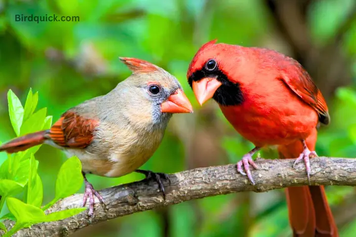 Male and Female Cardinals on same branch