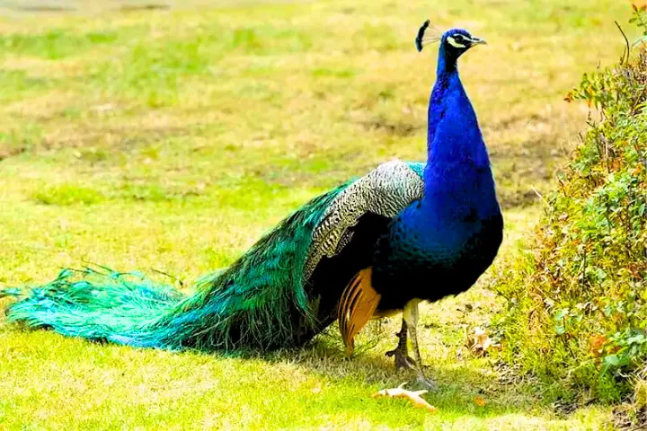 One Blue Plumage Peacock