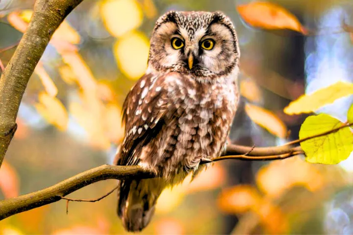 How Much Does An Owl Cost?