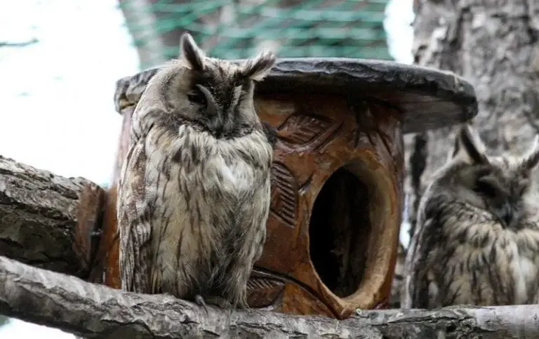 Do Owls Sleep at night