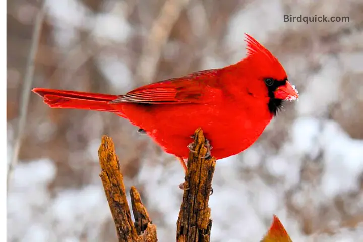 red cardinal at branch