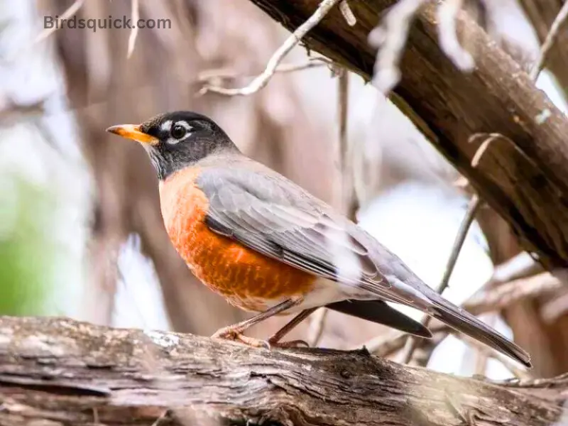What do Robins Eat in the Winter