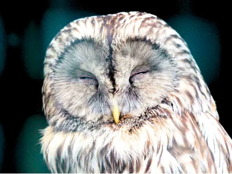 How do Owls Sleep? Do they sleep during the day? Answered!