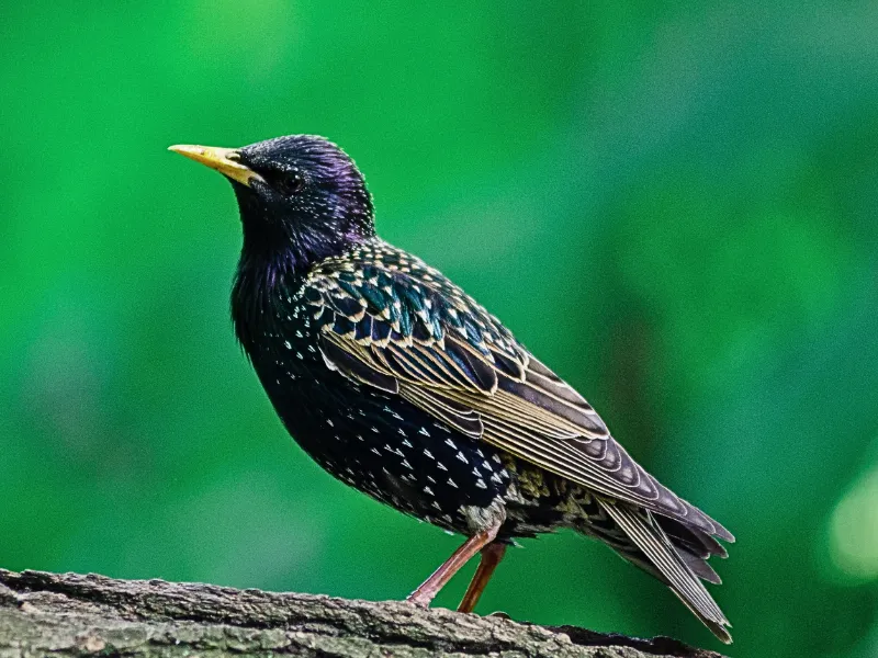 When and Where to Find the Common Starling in America