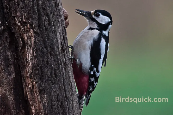 Woodpeckers in nature