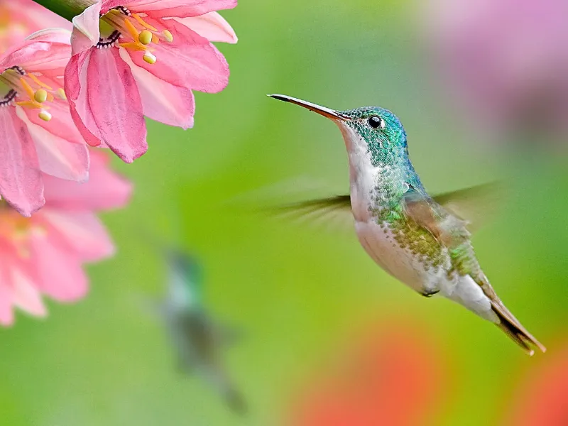 hummingbirds at flower
