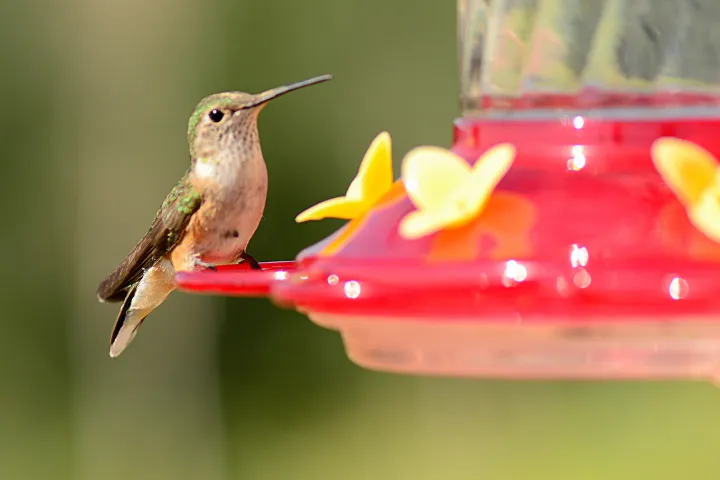 hummingbird feeder 