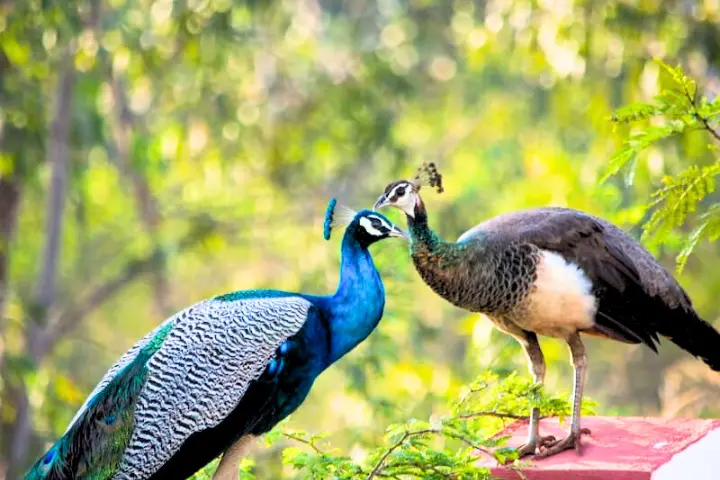 Male and Female Peacock