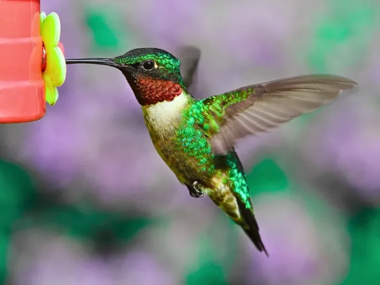 What Eats Hummingbirds?