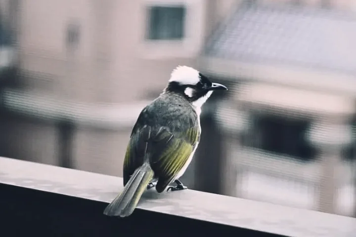 Bird waking up in the morning