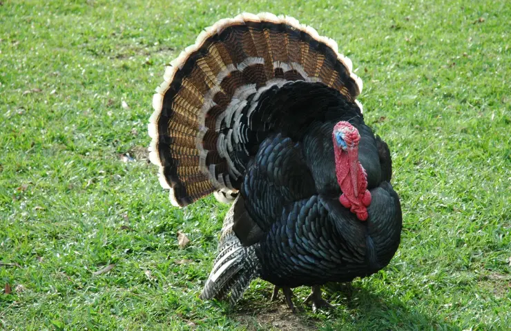 Can Turkeys Fly? You Need to Know This