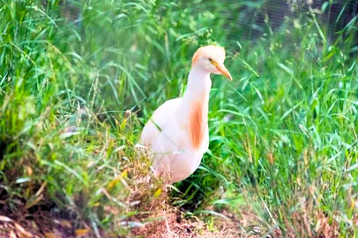  Cattle Egret