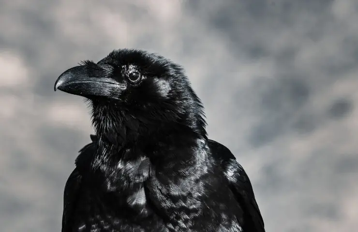how to attract ravens