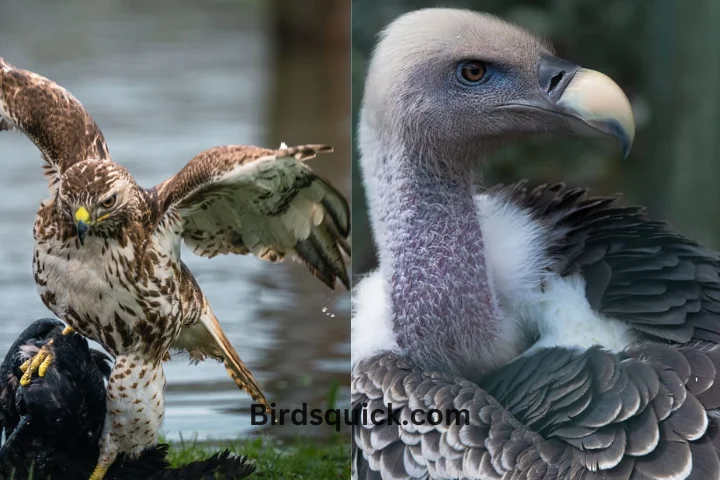 What is the difference between vulture and buzzard