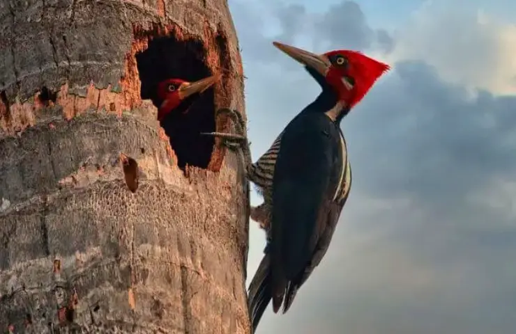 birds with red head and black body