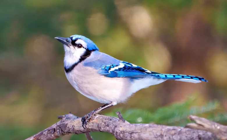 Blue jays eat other birds