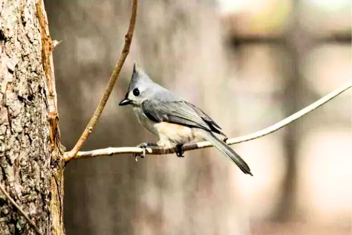 Small Gray Birds With White Bellies