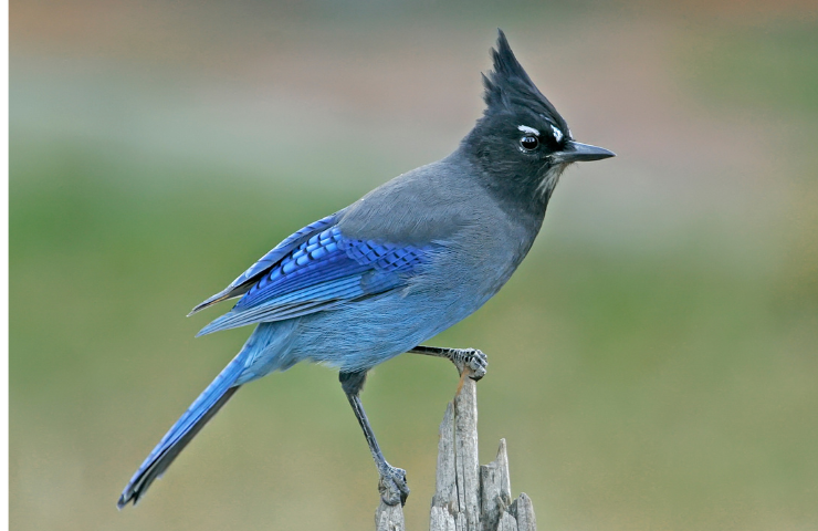 blue-and-black-birds